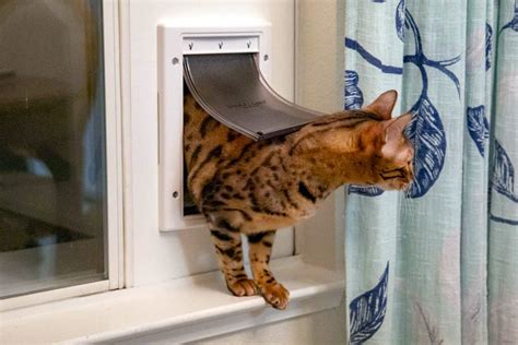 5 Diy Cat Doors For Windows You Can Make Today With Pictures Hepper