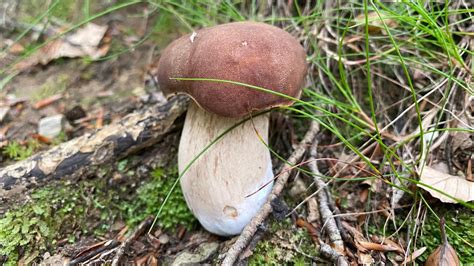 Funghi Porcini Liguria Piccoli E Sani In Attesa Del Botto Giugno