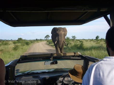 10 of the best African Safari Tours