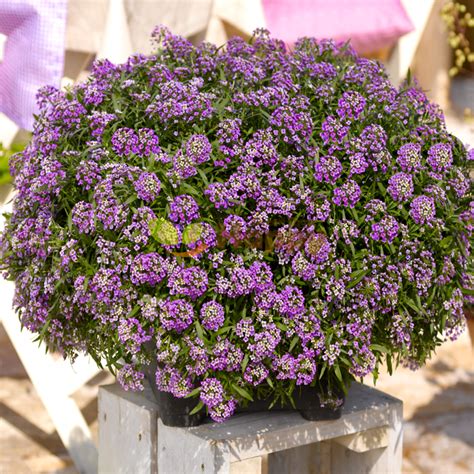 Alyssum Royal Carpet Seeds Only For £099 Happy Green Shop