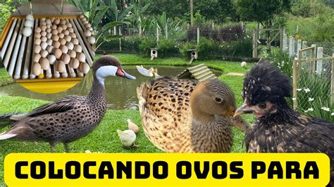 Colocando Ovos Para Chocar Galinha Abandonou O Ninho E Agora YouTube