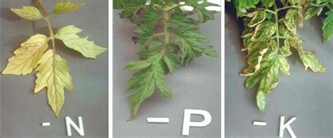 Tomato Plant Nutrient Deficiency Chart