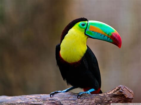 Toucan Ultra Hd Desktop Background Wallpaper For K Uhd Tv Multi