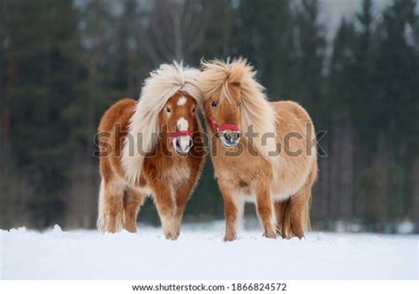 Shetland Pony Winter: Over 972 Royalty-Free Licensable Stock Photos | Shutterstock