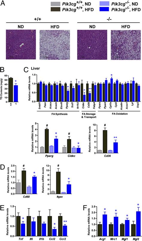 Pi3kγ Knockout Mice Showed Amelioration Of Hfd Induced Hepatic