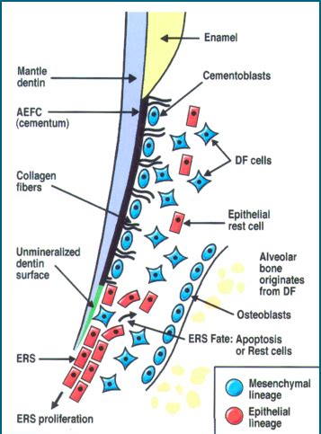 Cementum Flashcards Quizlet