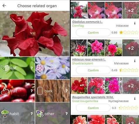 9 Best Free Plant Identification Apps For Android IOS 2022