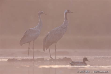 Giants In The Fog Jaak Sarv Photography