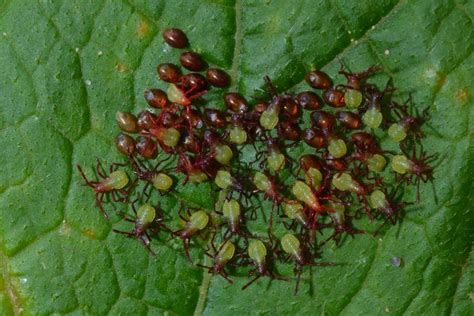 How To Control Squash Bugs Identification And Strategies Mygardenlife