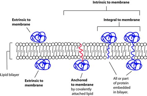 Different Types Of Membrane Proteins