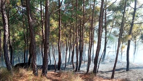 ¿qué Son Los Incendios Forestales Y Cómo Prevenirlos Aprende