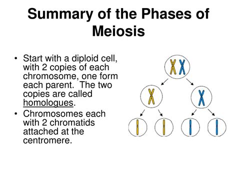 Ppt Meiosis Powerpoint Presentation Id376071