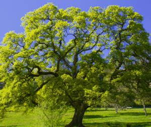 Oak Tree Meaning Symbolism: Explained - symbolismguide.com