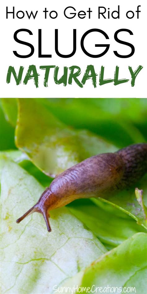 Get Rid Of Slugs Naturally Getting Rid Of Slugs Slugs In Garden Garden Remedies