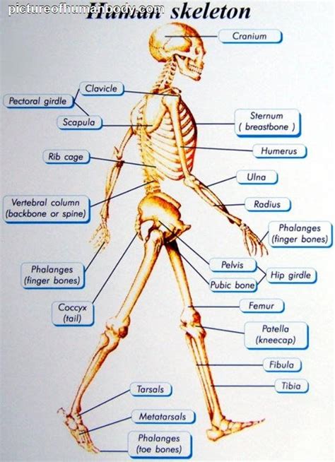 Anatomy Of Body Human Body Organs Picture Human Body Diagram