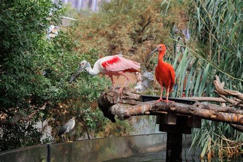 Red Ibis Or Scarlet Ibis Eudocimus Ruber With The Roseate Spoonbill