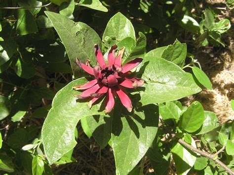 Flora-tree-C1