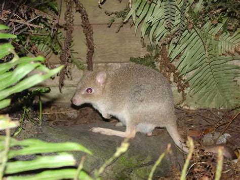 Eastern Bettong - Facts, Diet, Habitat & Pictures on Animalia.bio