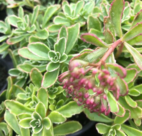 Sedum spurium 'Variegatum - Rotherview Nursery