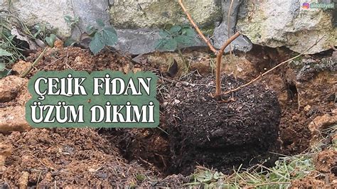 Çelik Fidandan Üzüm Dikimi Üzüm fidanı Nasıl Dikilir Tüplü Üzüm