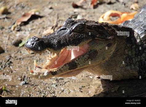 reptile, teeth, crocodile, reptiles, alligator, muzzle, danger, reptile ...