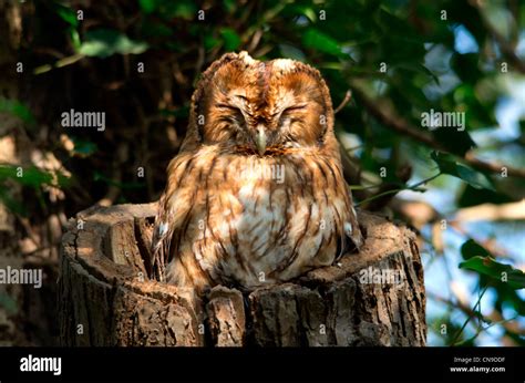 Chouette Hulotte Au Trou De Nid Dans L Arbre Oiseau De Proie Banque De