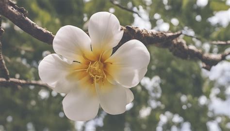 Premium Photo A White Flower With Yellow In The Middle Of It