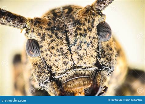 Close Up Bug Head And Eyes Stock Photo Image Of Close 152992662