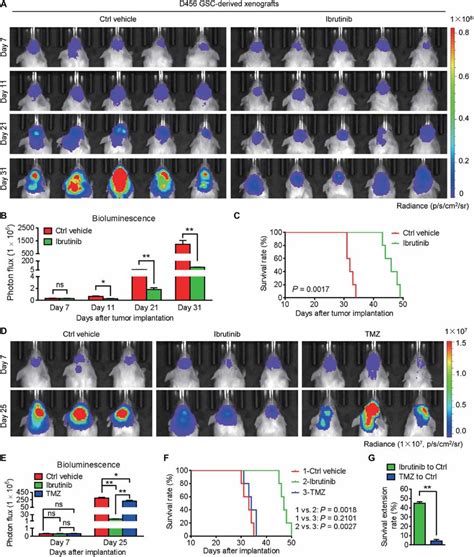 Ibrutinib Is More Effective Than TMZ At Inhibiting GSC Derived Tumor