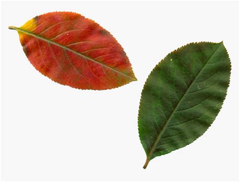 Real Leaf Clipart, HD Png Download , Transparent Png Image - PNGitem