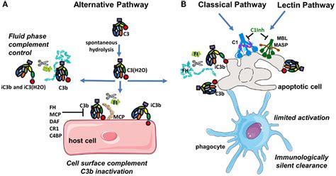 Frontiers Complement System Part I Molecular Mechanisms Of