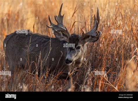 Mule Deer Buck With Palmated Antlers Stock Photo Alamy