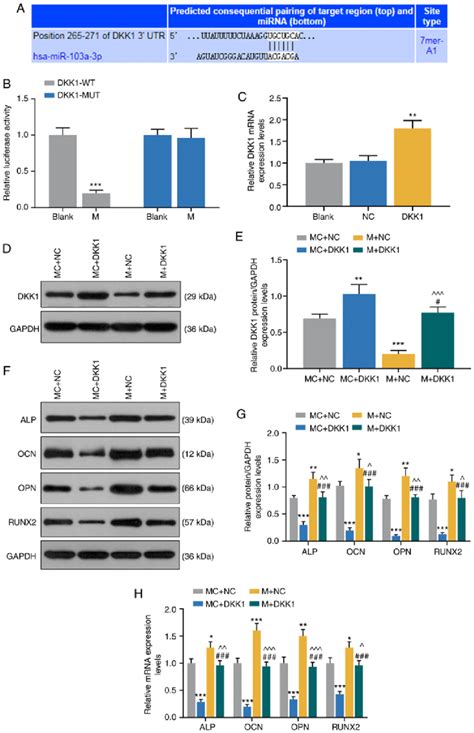 Mir A P Promotes Expression Levels Of Osteogenesis Related Genes In