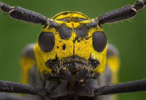 Yellow Long Horn Beetle Longhorn Beetle Macro Photos