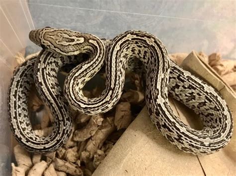 Anery Tessera Cornsnake Ians Vivarium