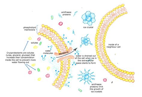 Wood Frog Antifreeze at Luke Earsman blog