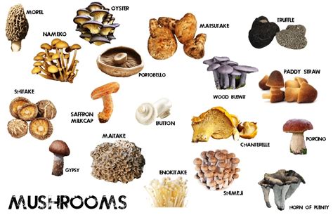 Helpdesk Mushroom: Types of Mushroom