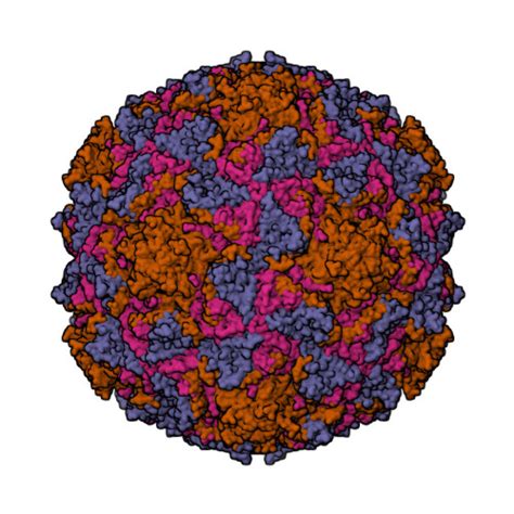 Rcsb Pdb 1vbc Poliovirus Type 3 Sabin Strain P3sabin P3leon