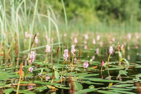 Aquatic Plants Amphibious Bistort or Polygonum Amphibium -None-1 LTR ...