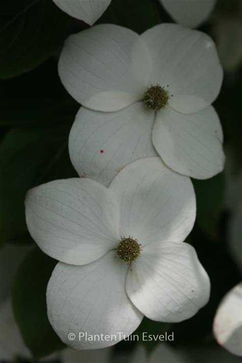 Cornus Kousa Claudia Plantentuin Esveld