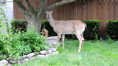 The Hardy Ground Cover That S Deer Resistant And Will Choke Out Weeds