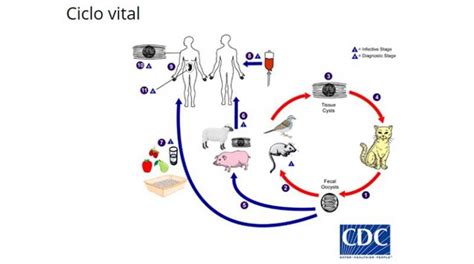 Toxoplasmosis Y Embarazo La Culpa No Es Del Michi Los Tiempos