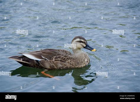 Indian Spot Billed Duck Stock Photo Alamy