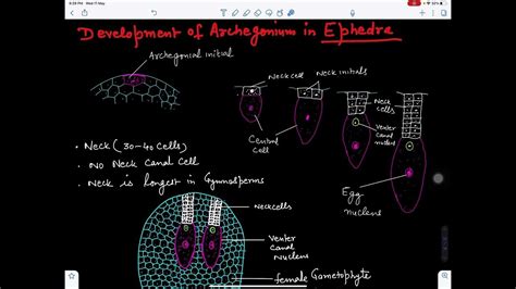 Development and Structure of archegonium of Ephedra@BotanistMeena1987 - YouTube