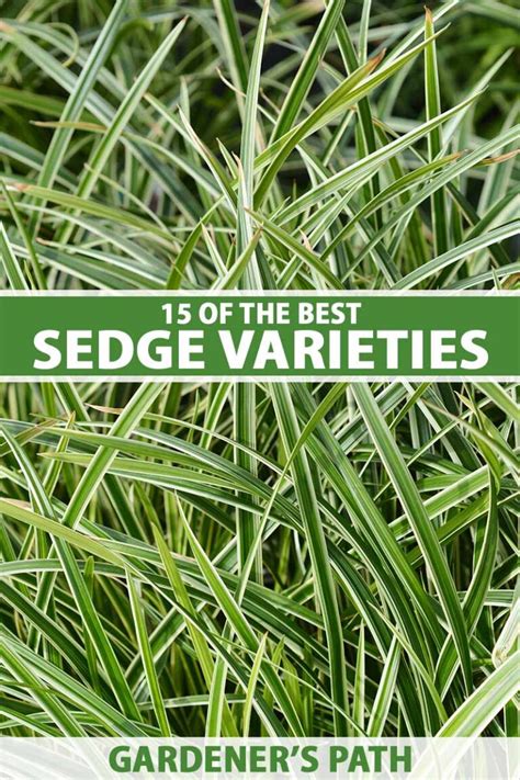 15 of the Best True Sedge Plant Varieties for the Home Garden