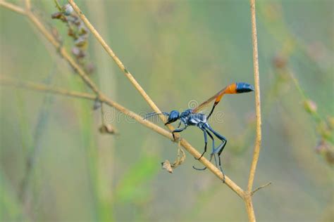 mud dauber stock photo image  hymenoptera orange