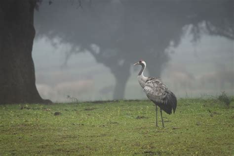 7 Best Birdwatching Spots in Japan: From Hokkaido to Okinawa ...