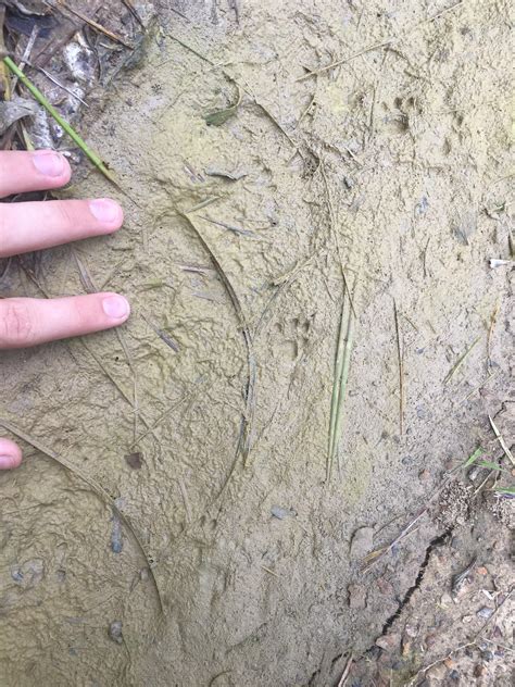 Are these squirrel tracks : r/Hunting