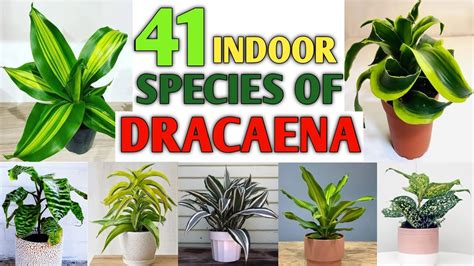 28 Low Light Dracaena Indoor Plants Best Indoor Dracaena Plant