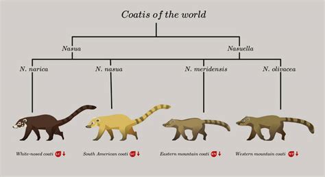 Explore the Best Coati Art | DeviantArt